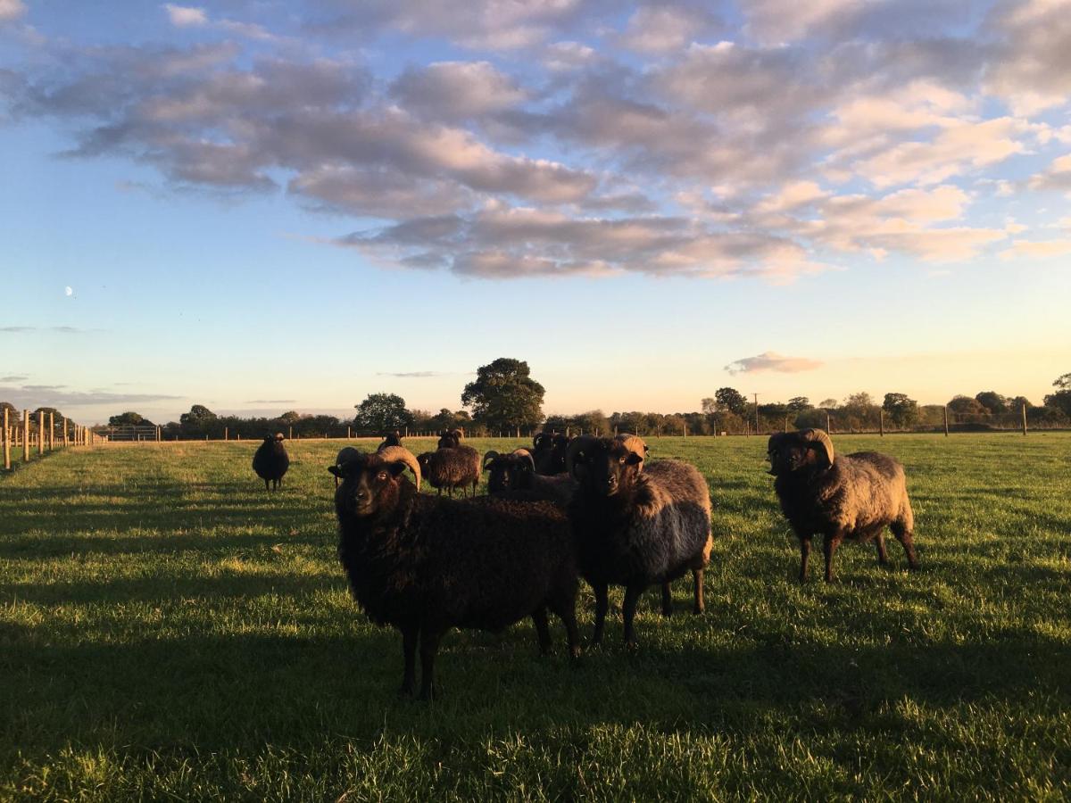Suffolk Shepherd Hut,935527018:JPEG