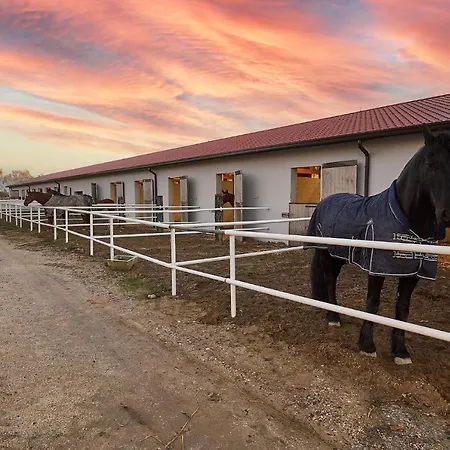 Brussa Horse Oasi-2